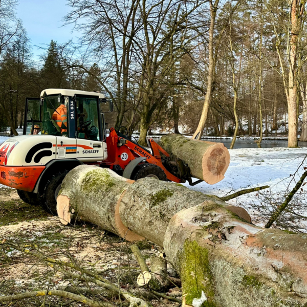Bild vergr&ouml;&szlig;ern: Buche Steinway-Park7