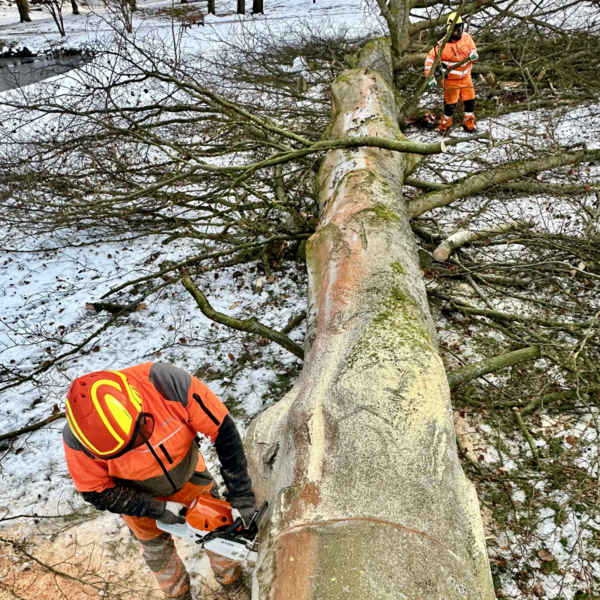 Bild vergr&ouml;&szlig;ern: Buche Steinway-Park4