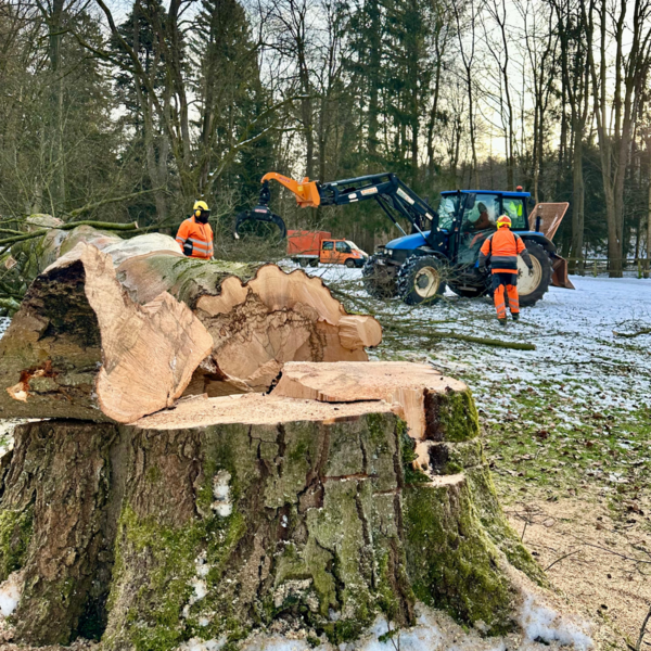 Bild vergr&ouml;&szlig;ern: Buche Steinway-Park2