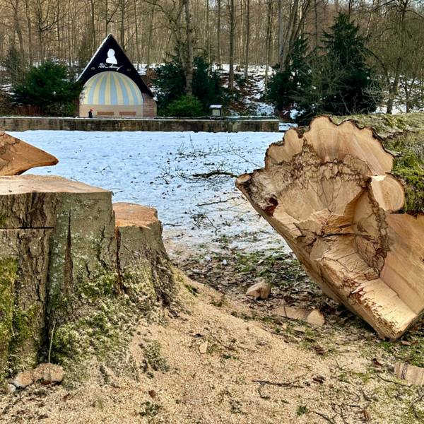 Bild vergr&ouml;&szlig;ern: Buche Steinway-Park1