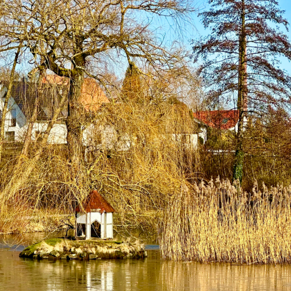 Bild vergr&ouml;&szlig;ern: Schilfgras4