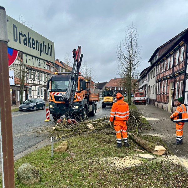 Bild vergr&ouml;&szlig;ern: Ginkob&auml;ume Baderstra&szlig;e Drakenpfuhl (1)