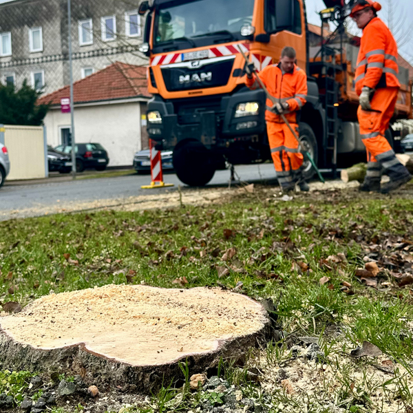 Bild vergr&ouml;&szlig;ern: Ginkob&auml;ume Baderstra&szlig;e Drakenpfuhl (2)