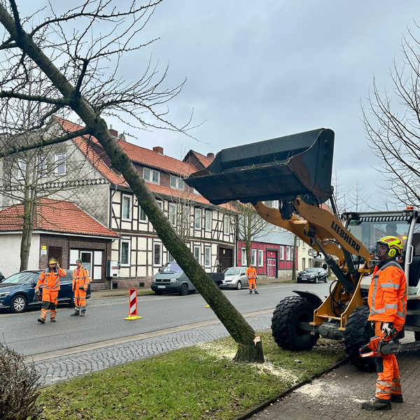 Bild vergr&ouml;&szlig;ern: Ginkob&auml;ume Baderstra&szlig;e Drakenpfuhl (4)