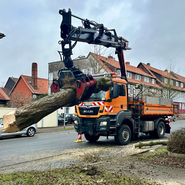 Bild vergr&ouml;&szlig;ern: Ginkob&auml;ume Baderstra&szlig;e Drakenpfuhl (7)