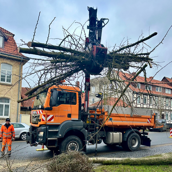 Bild vergr&ouml;&szlig;ern: Ginkob&auml;ume Baderstra&szlig;e Drakenpfuhl (8)