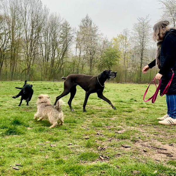 Bild vergr&ouml;&szlig;ern: Hundewiese