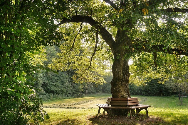 fietzfotos-tree-2923837_640(2)