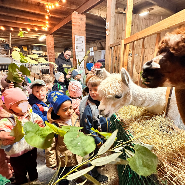 Bild vergr&ouml;&szlig;ern: Kita Am Spottberg Alpakas (7)